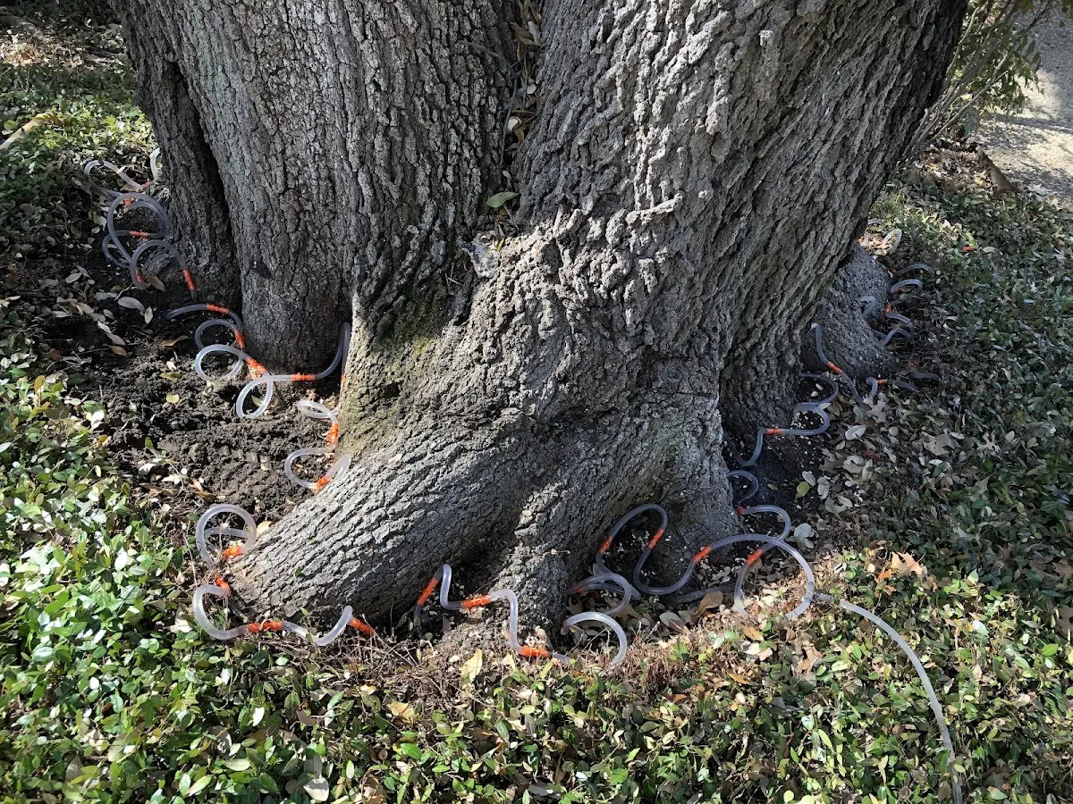 Detailed Tree Cabling and Bracing job site in Stickney