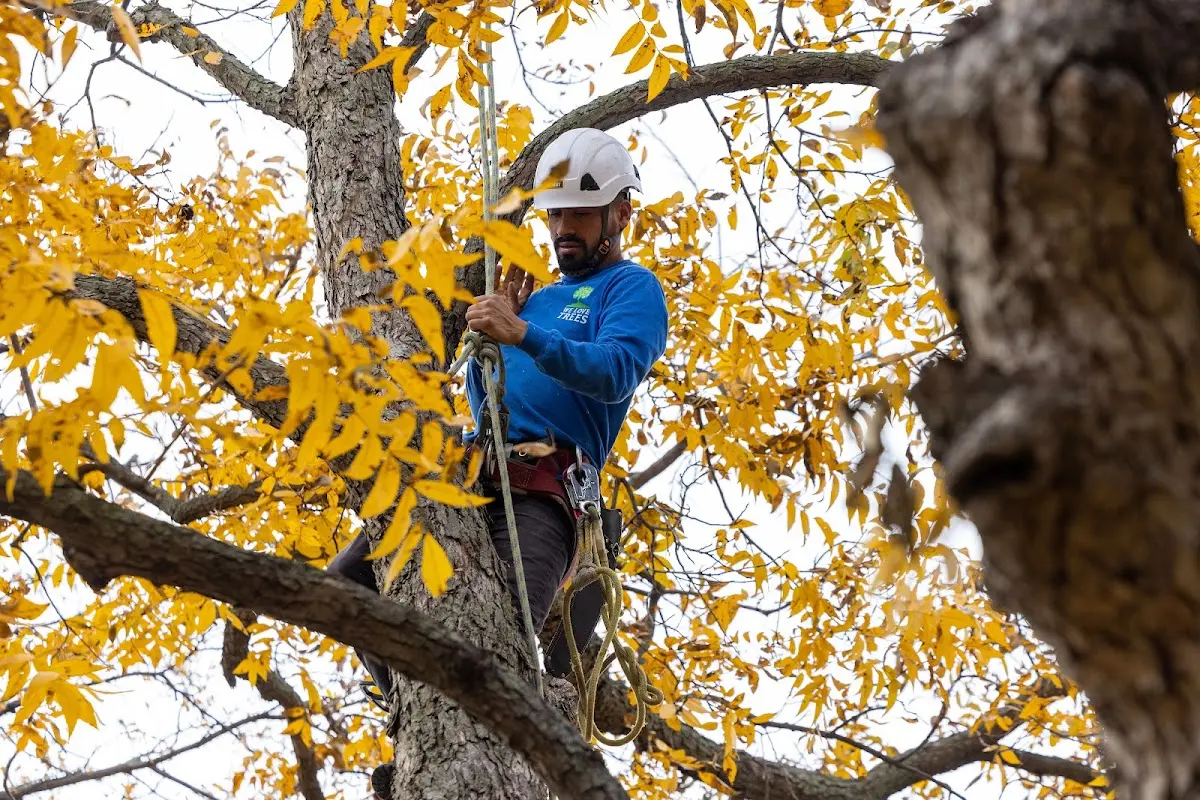 Skilled Tree Pruning crew working in Stickney