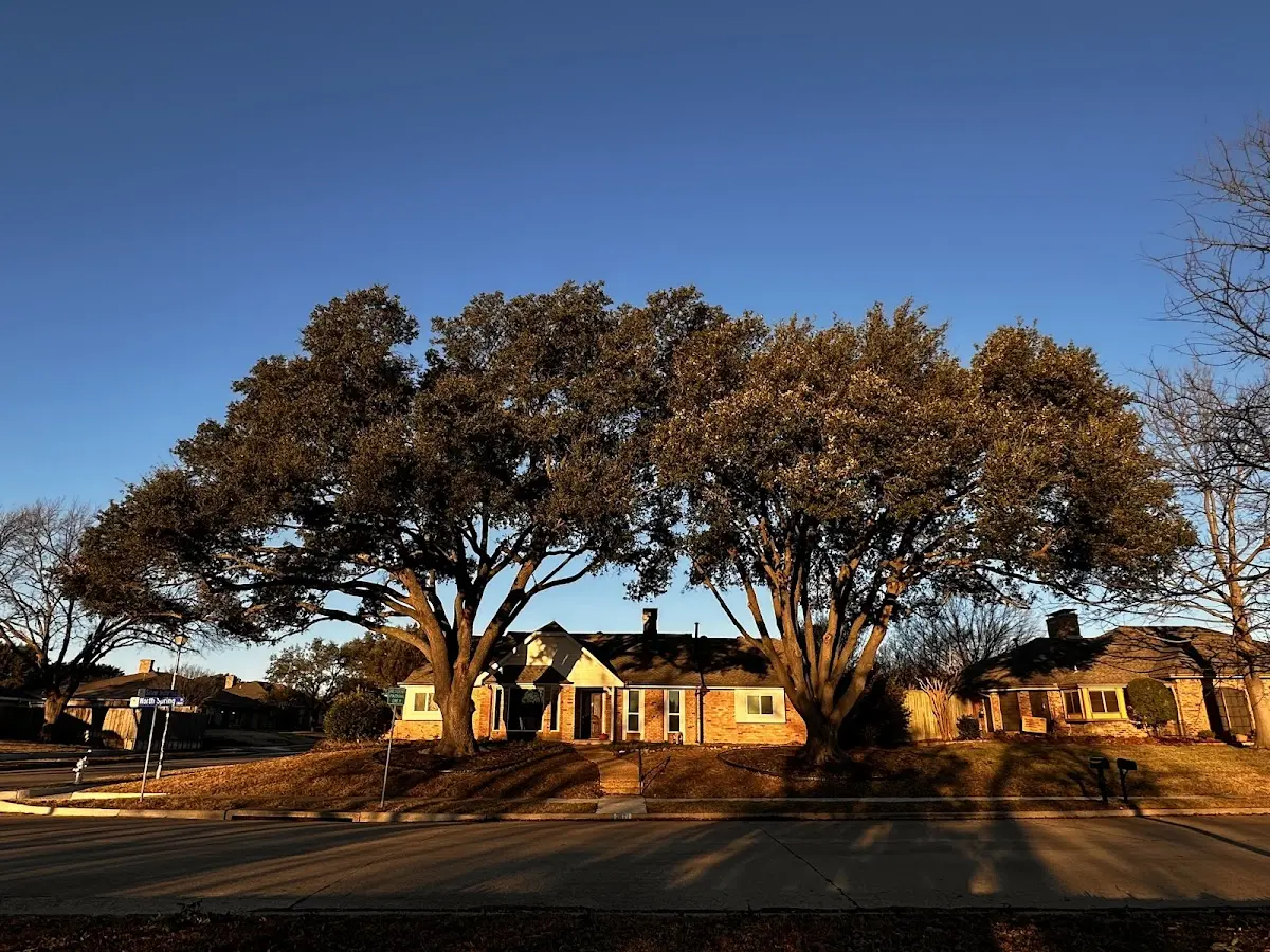 Established residential canopy tree shading a home in Stickney